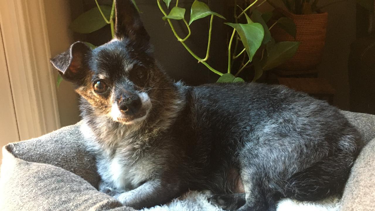 Dedicated Teamwork Successful in Keeping Dog s Cushing s Disease Under Control School of Veterinary Medicine